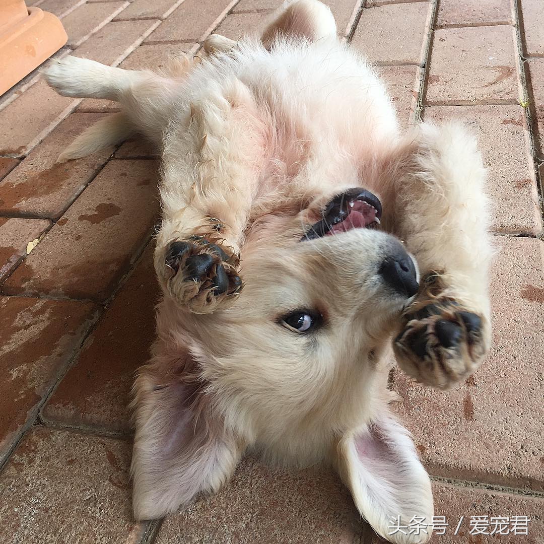 如何去除室内养宠物的异味,家中爱宠体味浓重清除宠物异味