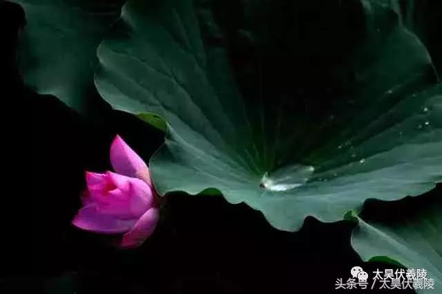 淮阳龙湖风景区荷花几月盛开,龙湖赏荷旅游月启幕