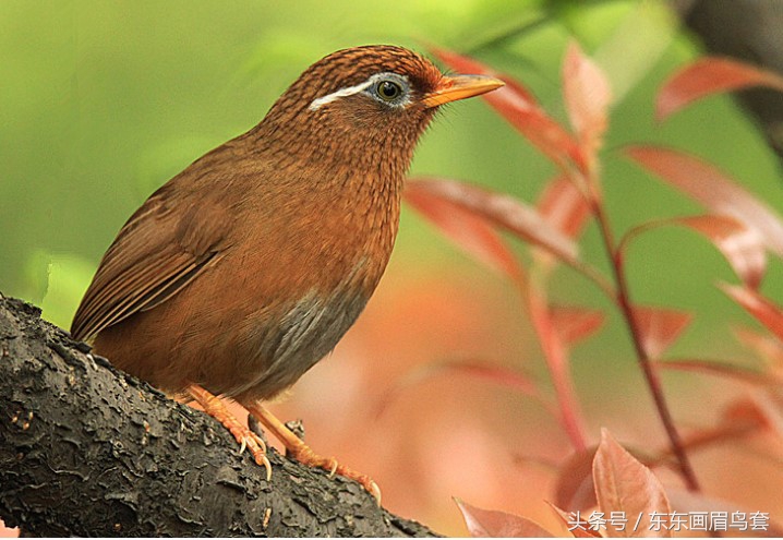 画眉鸟换毛期间可以洗澡吗,画眉鸟换毛期喂什么料最好