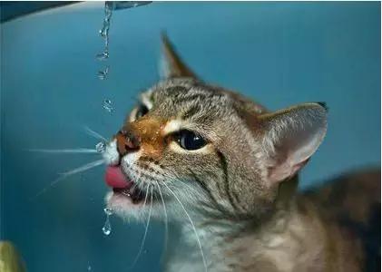 防止猫咪中暑的最佳方法,天气太热了猫咪中暑了怎么办