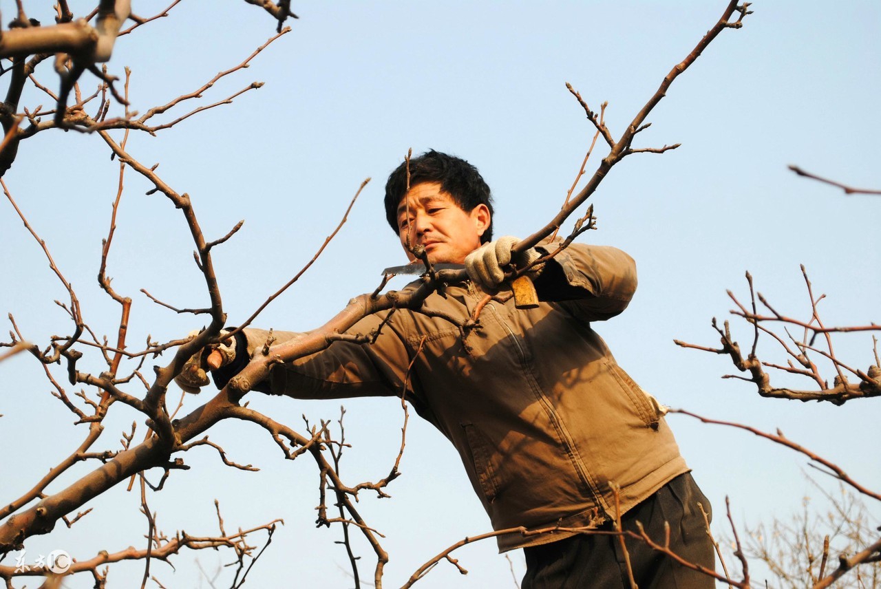 果树如何剪才能不长高,果树怎样剪才能结的果多