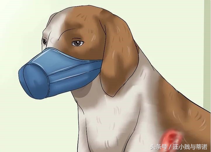 狗狗受伤用什么包扎比较好,狗狗的大伤口如何快速止血