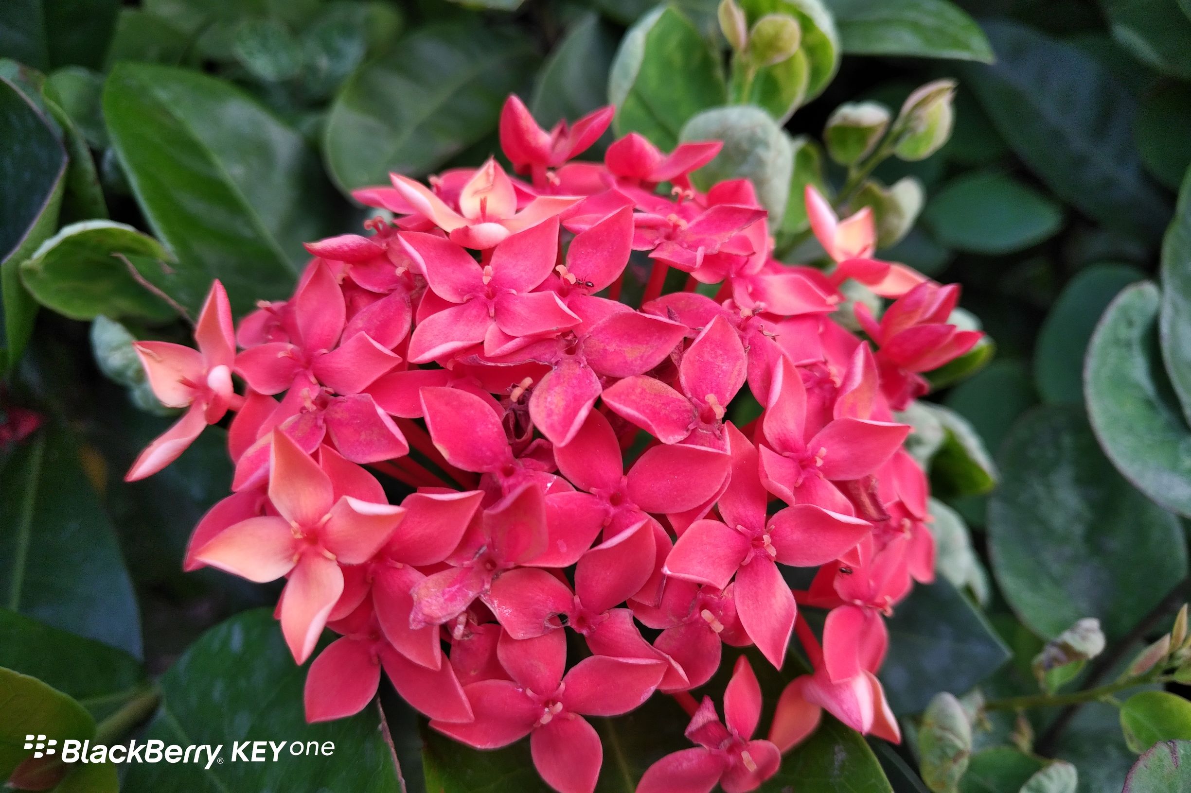 黑莓KeyOne国行上手评测：全键盘情怀的又一次升华