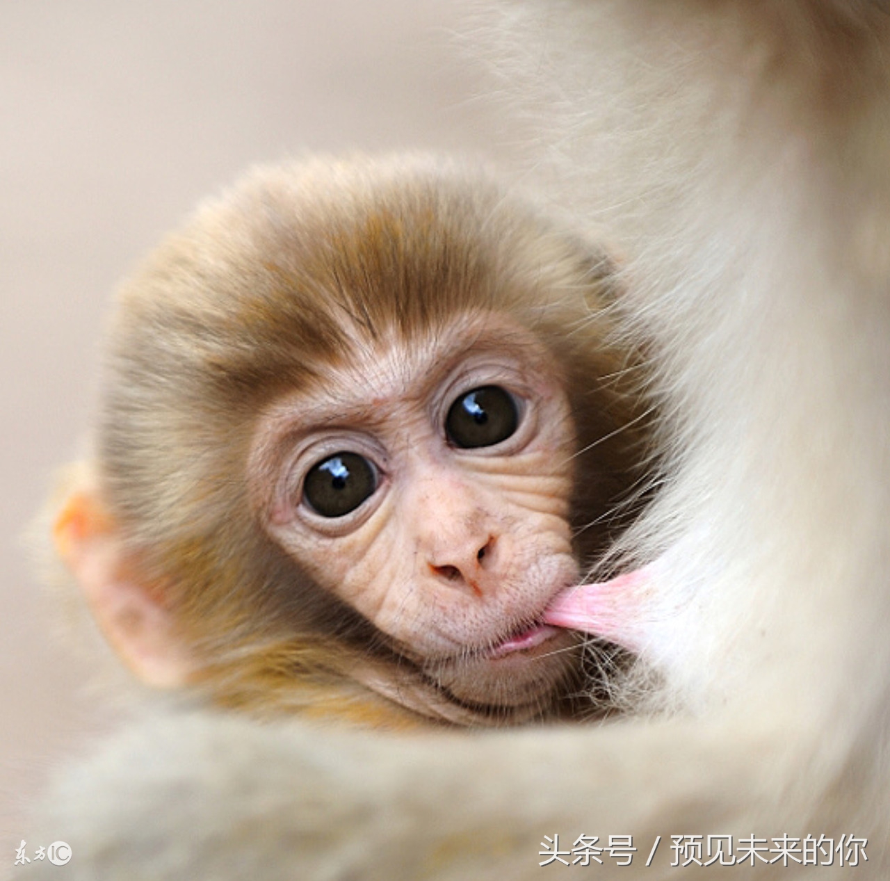 1980年属猴人最难熬年龄怎么化解,1980年属猴人老了以后会有福气吗