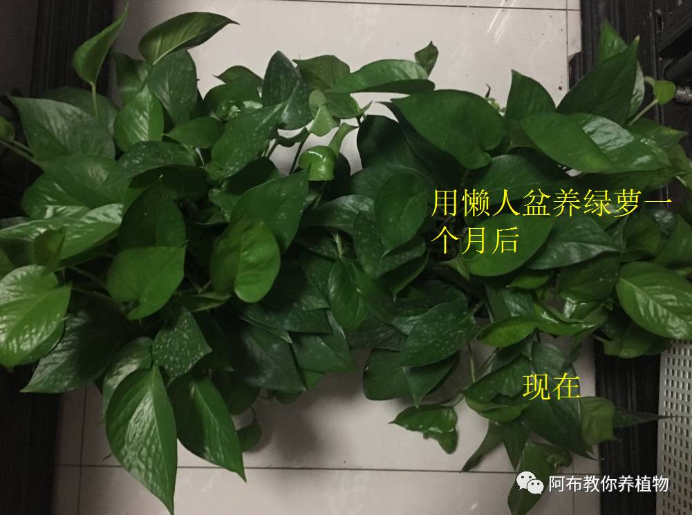 绿萝绿植怎么养活得快呢,绿萝植物养殖小知识