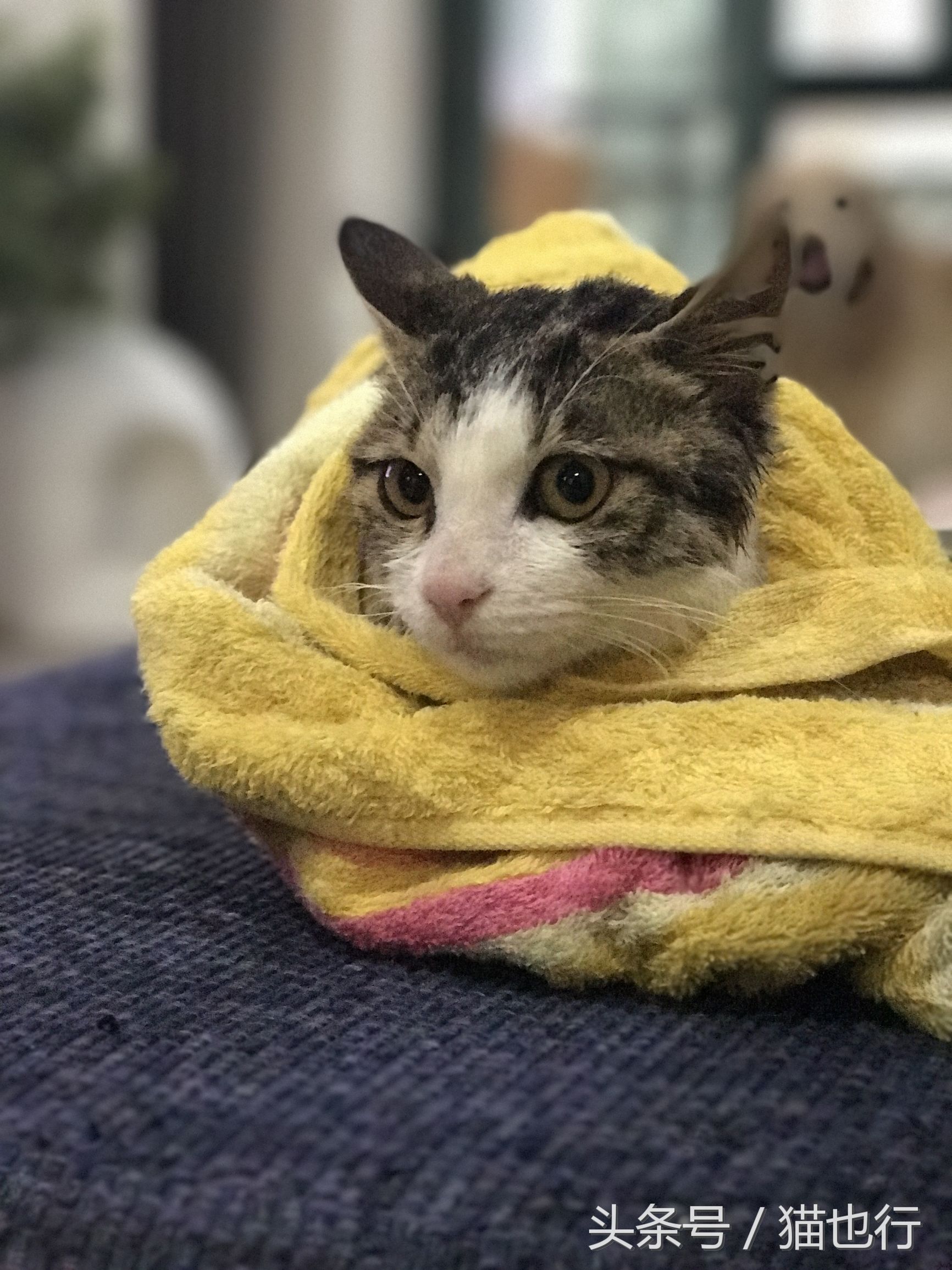 捡的小流浪猫容易养活吗,捡一只流浪猫大概要花多少钱