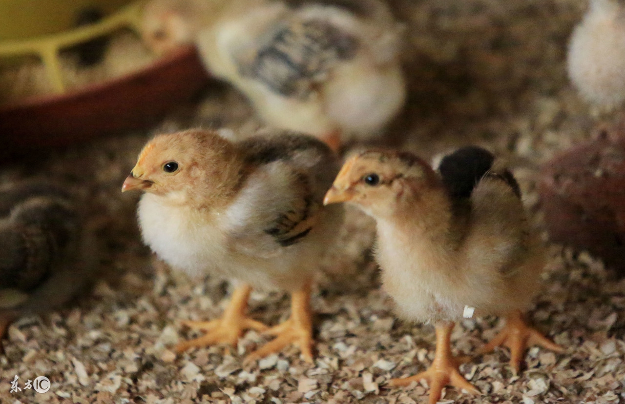鸡球虫病的症状及防治方法,鸡球虫什么中药可以治