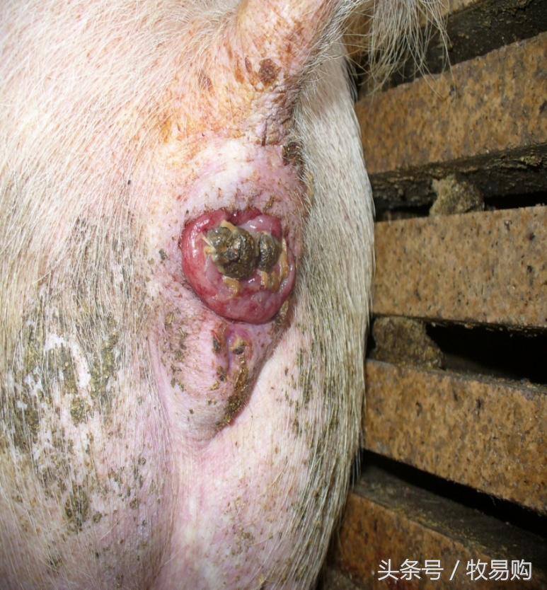 猪饲料中的这一毒素的毒性竟然是氰化钾的10倍,*霜砒**的68倍!