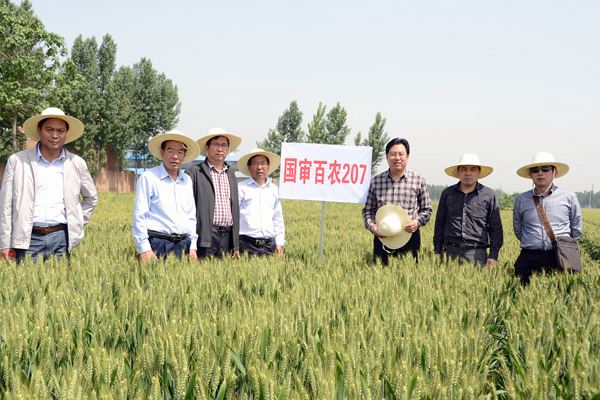 小麦品种百农207产量如何,百农207小麦品种和307有什么区别