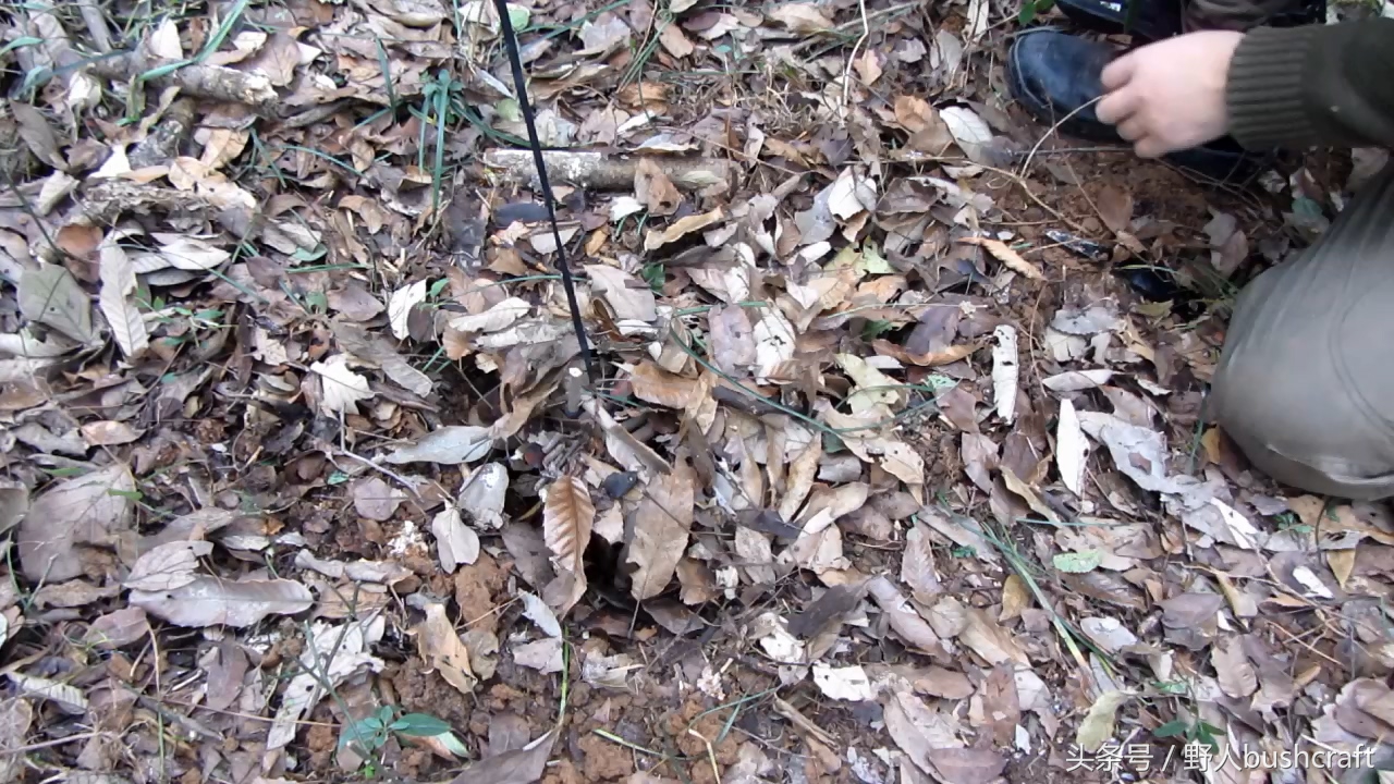 荒野求生下陷式野兔野鸡吊脚套陷阱