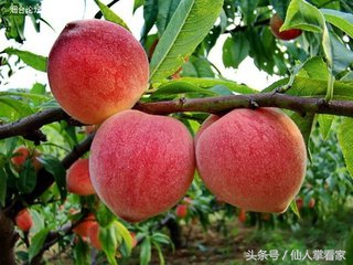 最适合女性的养颜食品，一种美味水果