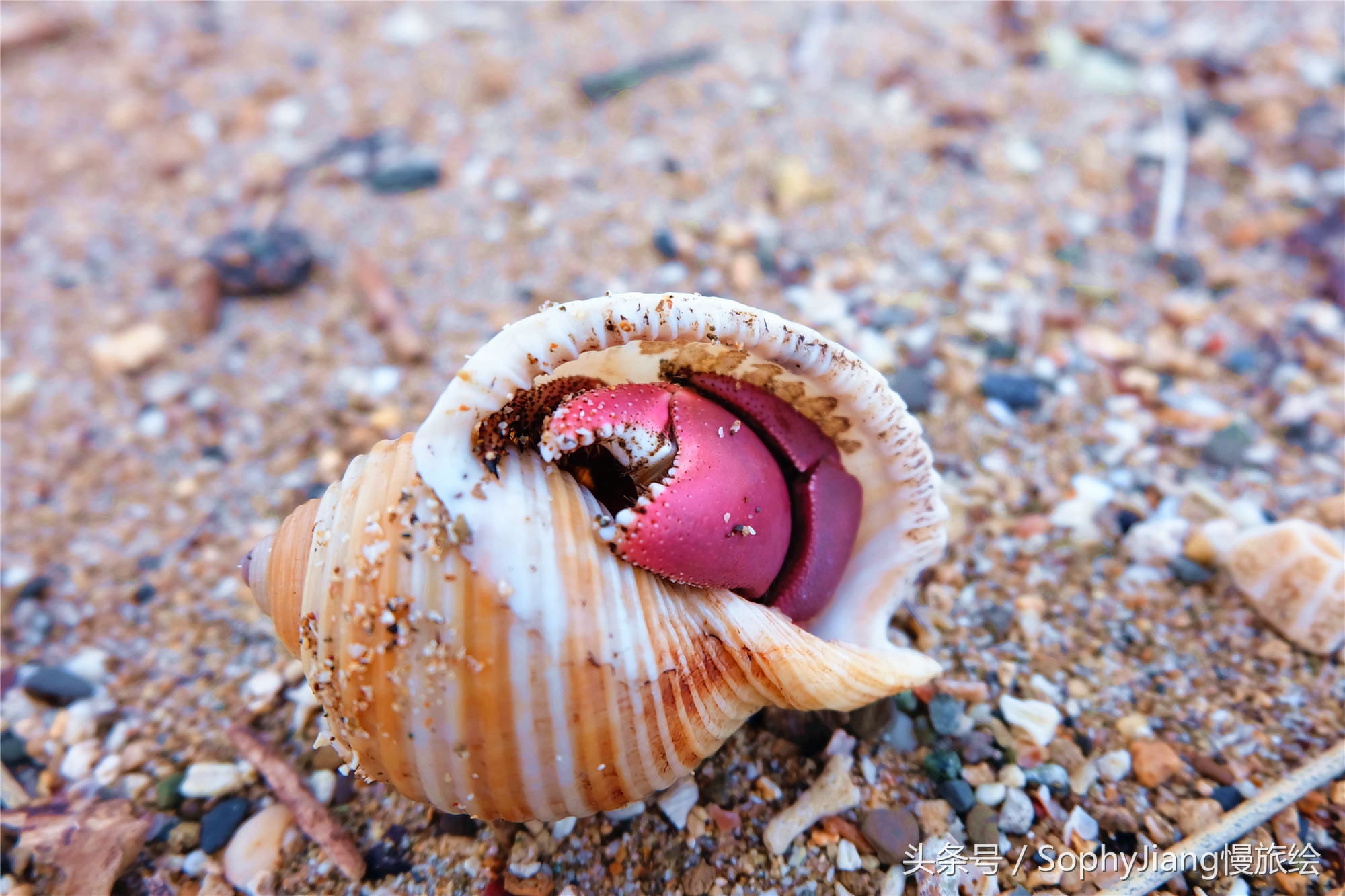 鍨︿竵绾康鍝佹湁鍝簺,鍙版咕鍨︿竵姘戝