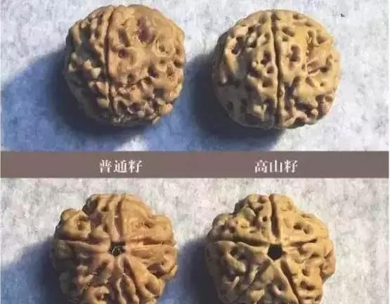 金刚菩提手串怎么分辨好坏,金刚菩提手串怎么辨别好坏