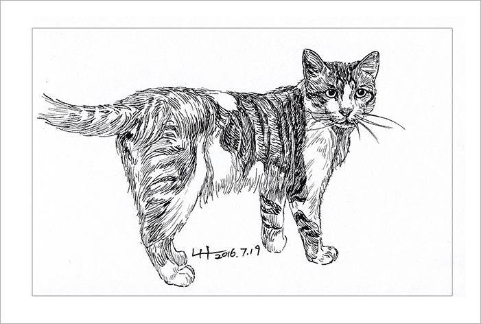 钢笔画动物昆虫,钢笔画家禽速写