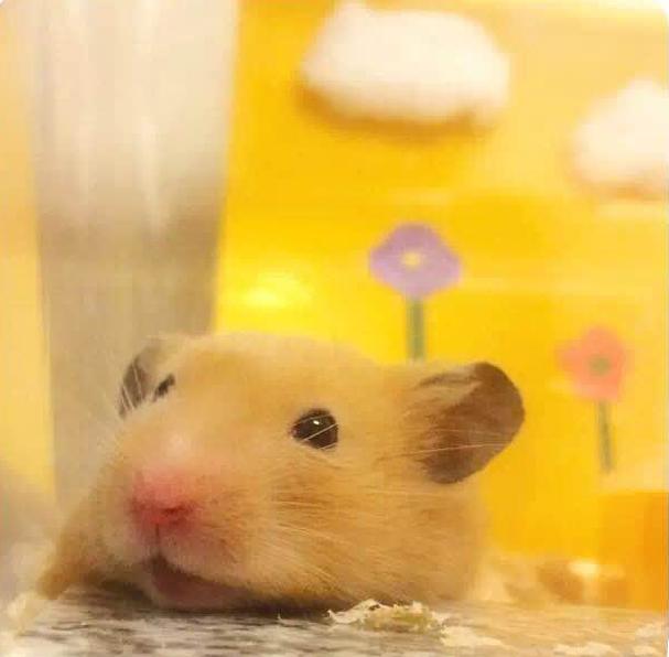 宠物仓鼠视频集,仓鼠宠物的视频