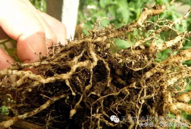 十大杀卵杀虫剂,内吸性杀虫剂十大排行