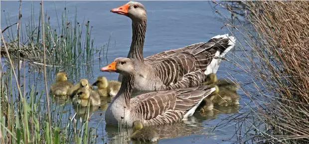 农业创业到底有多难,返乡创业有什么坑