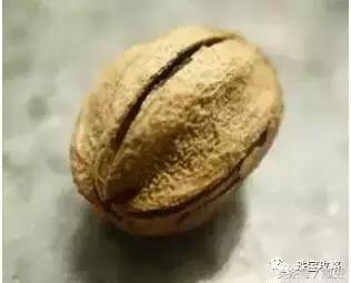 百香籽有没有假的,百香有没有假的