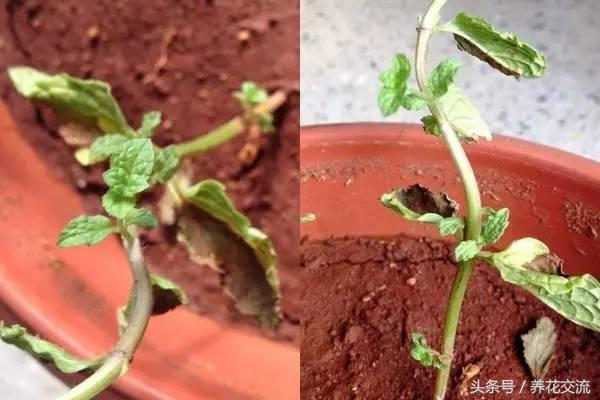 水培薄荷养得特别长怎么办,水培薄荷夏天