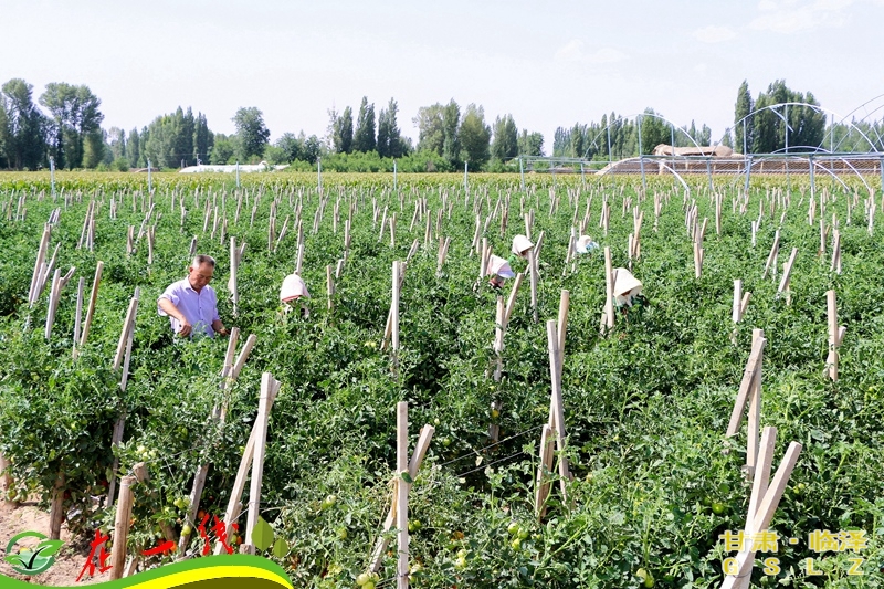 培育新型农业经营主体,农业转型托起农民致富梦