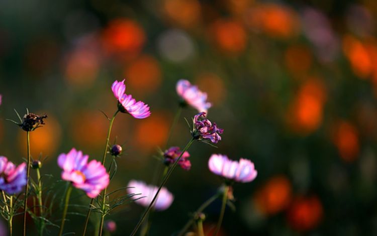 伊滨区万安山山顶公园,洛阳万安山山顶公园照片