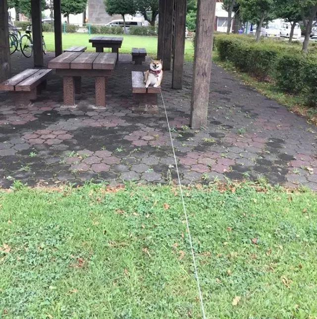 看完再决定要不要养柴犬,千万不要养柴犬