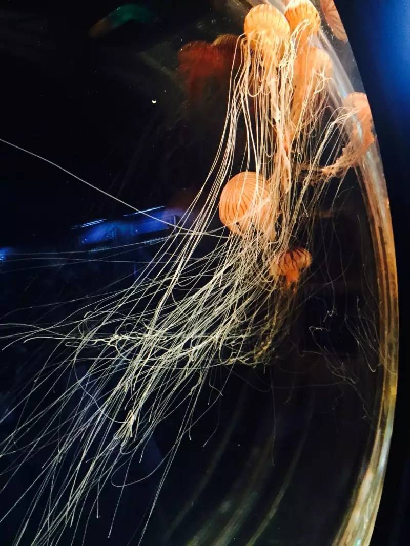 美女穷游10年走120个国家,穷游日本详细攻略