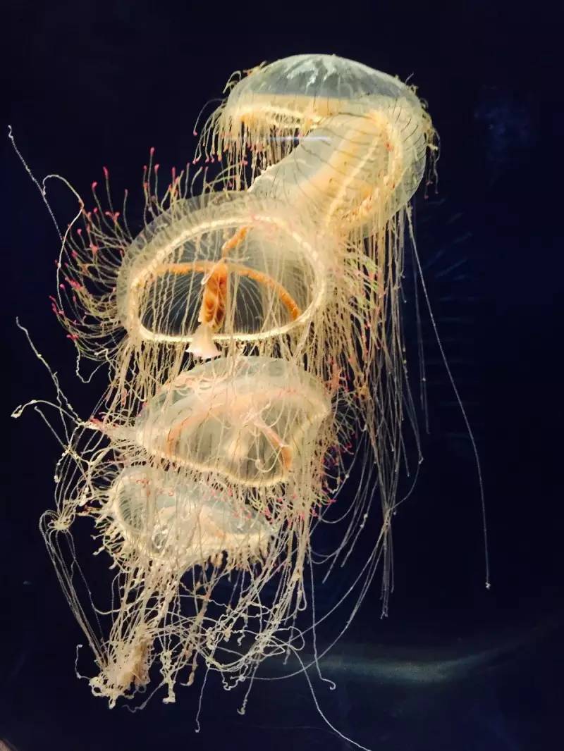 如何穷游日本30天,美女穷游日本15天