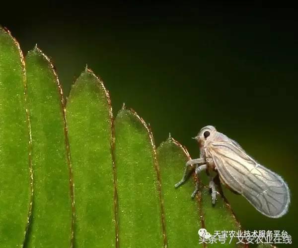 家用杀虫剂喷雾十大品牌,内吸性杀虫剂十大排行