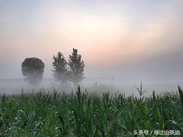 用脚步丈量河南，新豫商行读中原Day5：走进南街村