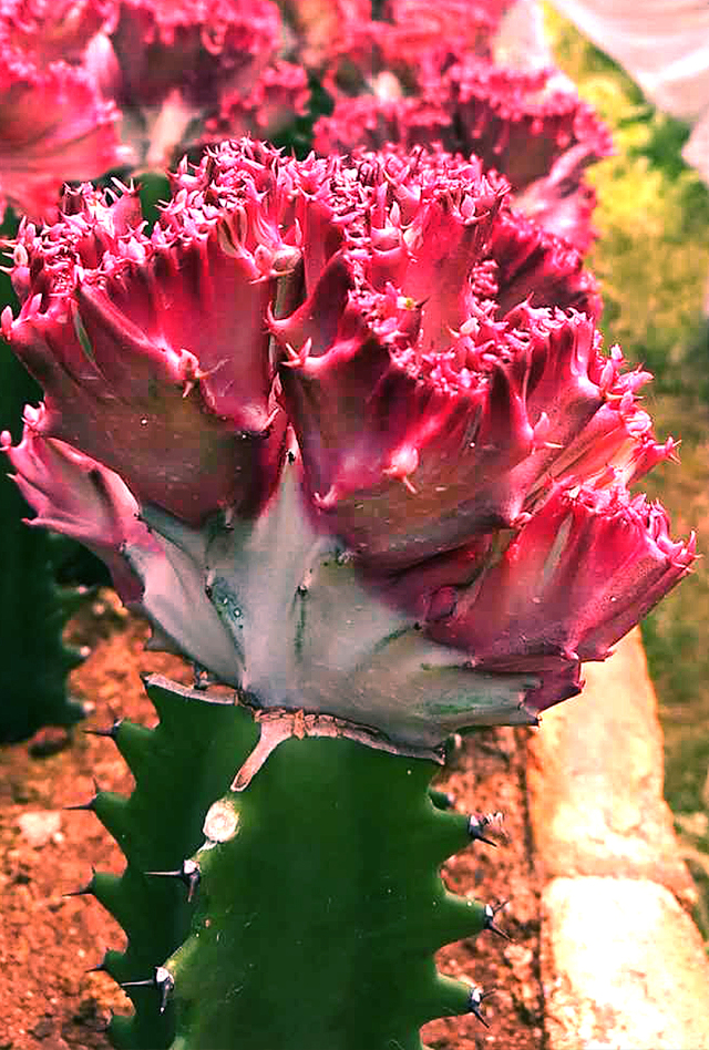 彩春峰多肉,春峰多肉植物图片大全