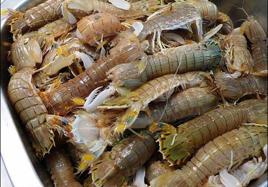 皮皮虾有什么你不知道的,能吃的皮皮虾是什么样子的