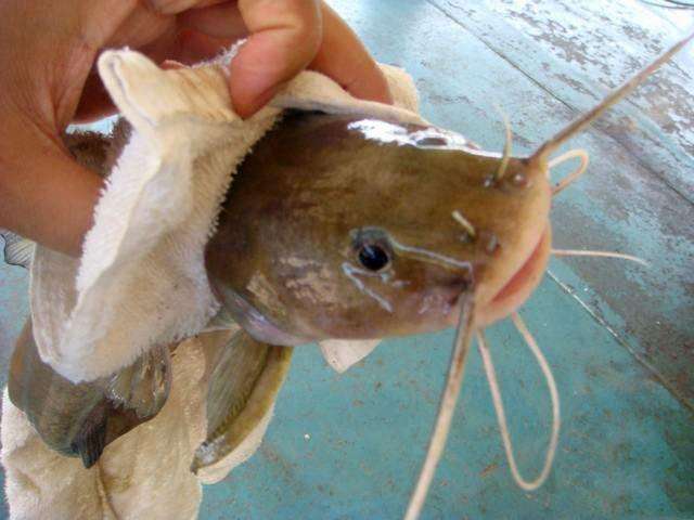 此鱼酷似老鼠，味道毫不逊于“长江三鲜”只是很难钓获