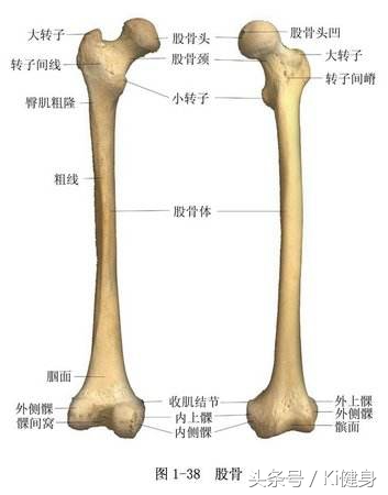 大腿前侧肌肉运动图解,小腿前侧肌肉解剖讲解视频