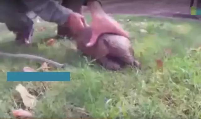 男子自家院子发现一个洞,男子在后院里发现一个奇怪的洞穴