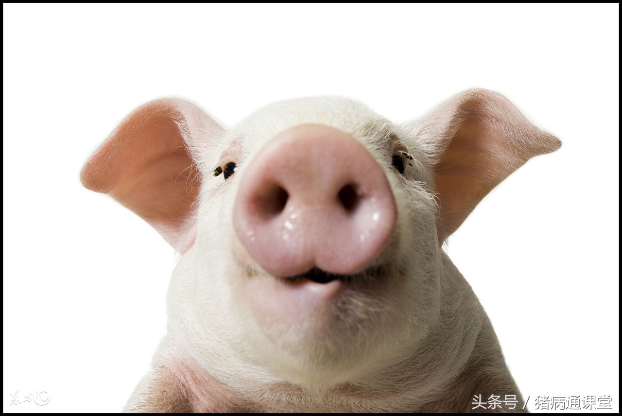 用什么方法给猪补铁,用什么给小猪补铁