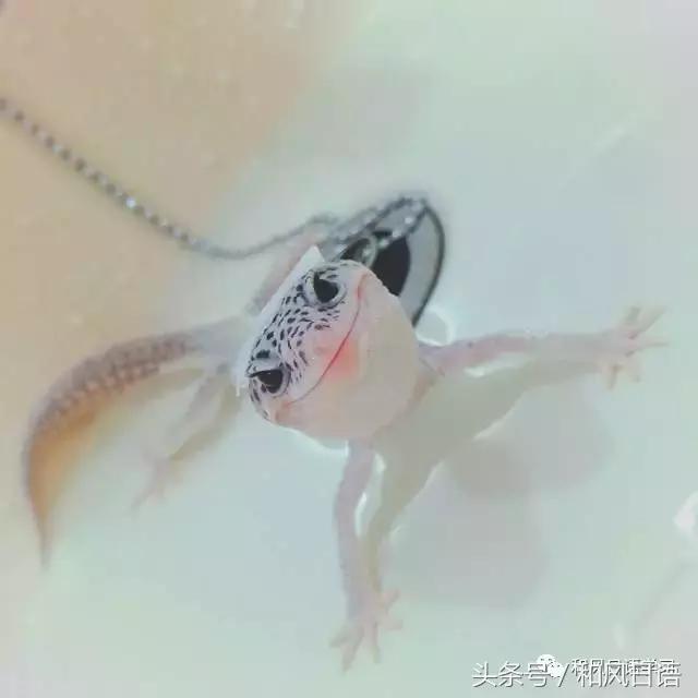 日本可爱小壁虎,日本宠物壁虎