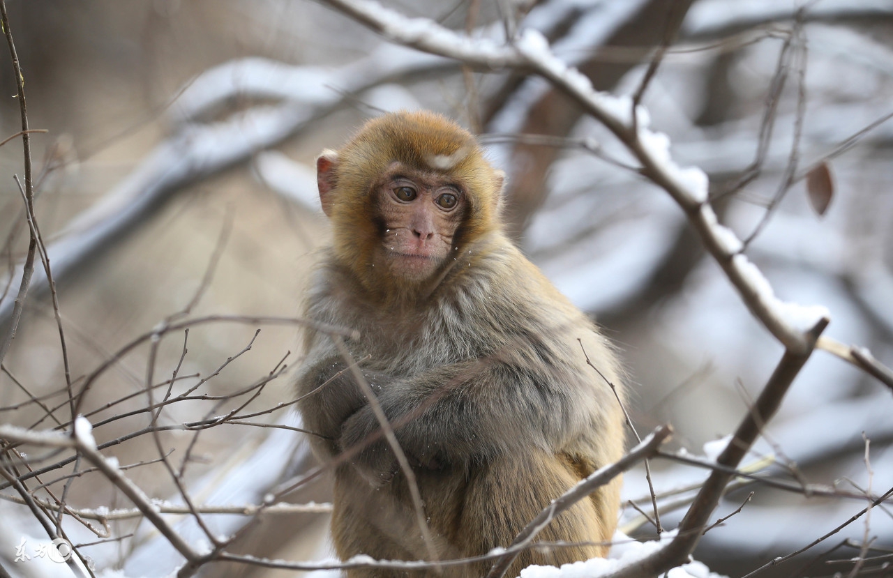 属猴之人最不好的出生月份,属猴人哪一年命最苦