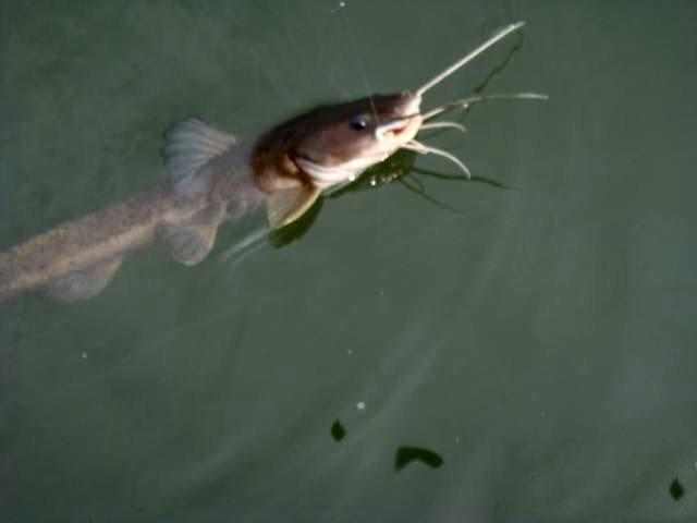 此鱼酷似老鼠，味道毫不逊于“长江三鲜”只是很难钓获