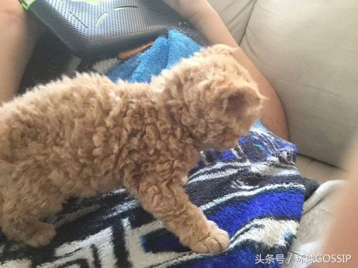 粘人又傲娇的猫品种,短毛猫可爱的品种
