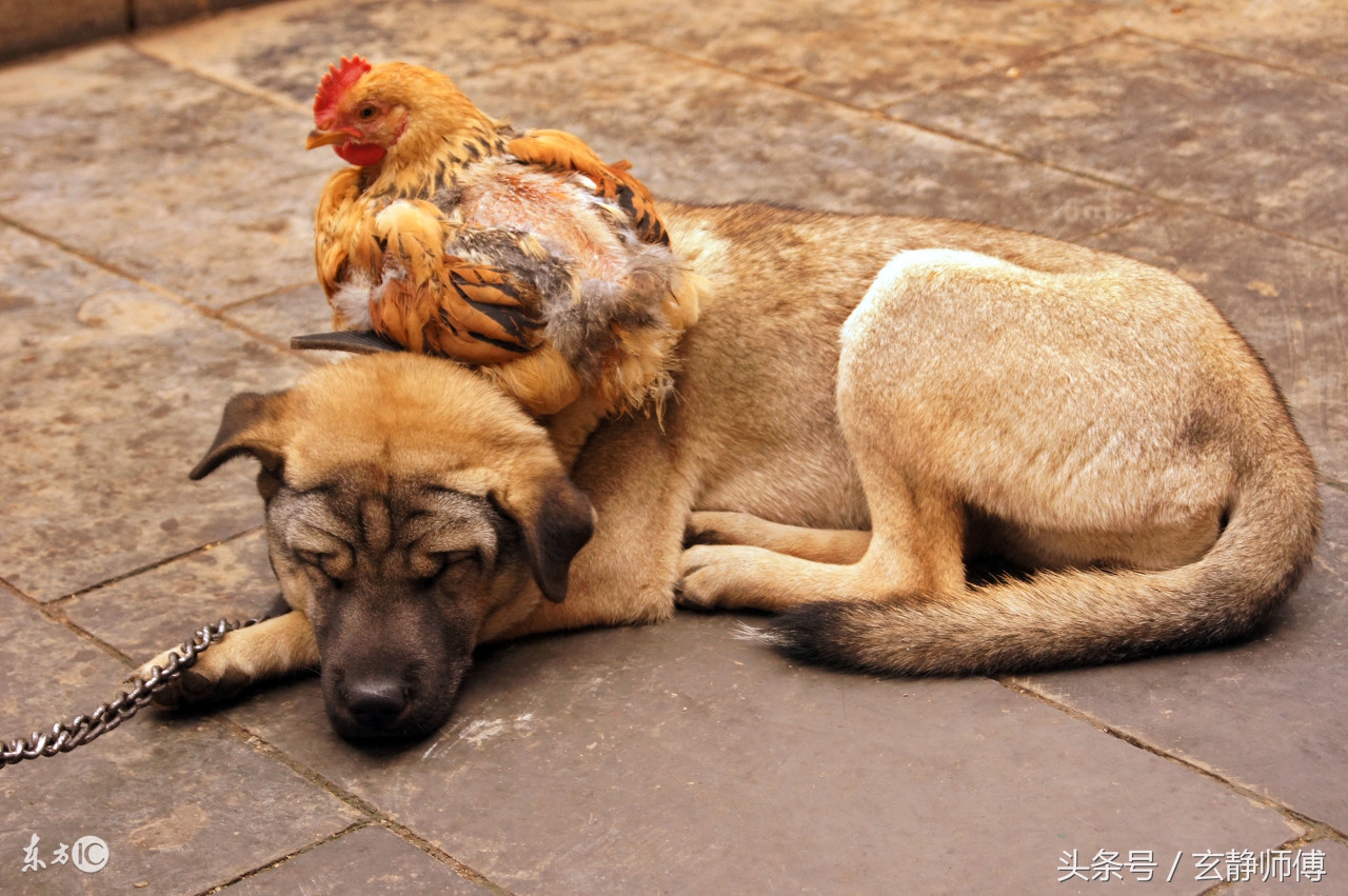生肖鸡和生肖狗不合怎么化解,属鸡人与属狗人是否合财