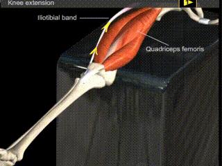 阔筋膜张肌的功能解剖视频,阔筋膜张肌处理手法