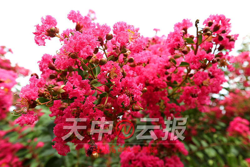 紫薇花盛开在老乐山深处