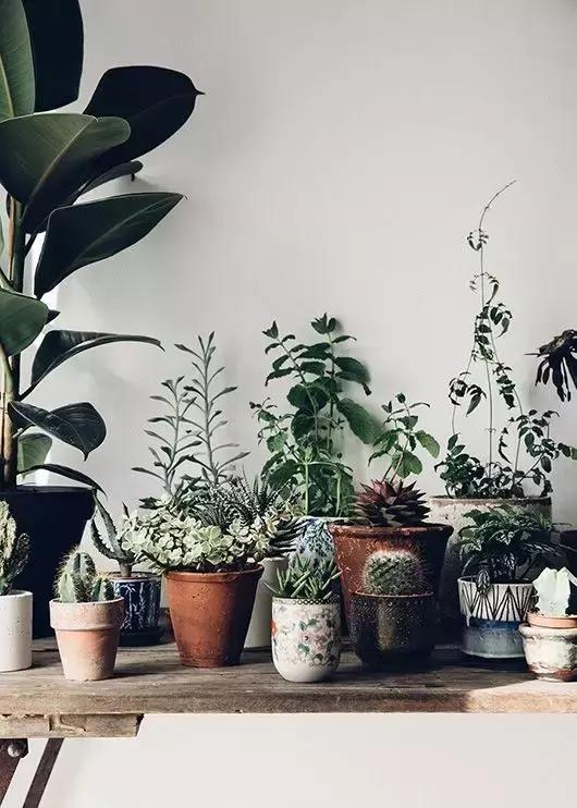 茶叶渣喝完别倒!放太阳底下晒干了,还有这么神奇的用途!