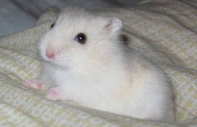 奶茶仓鼠是家养仓鼠吗图片,奶茶仓鼠和普通仓鼠哪种更好养