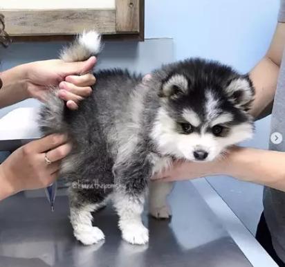 狗狗被臭到后的反应,狗狗被螨虫咬是什么样子的