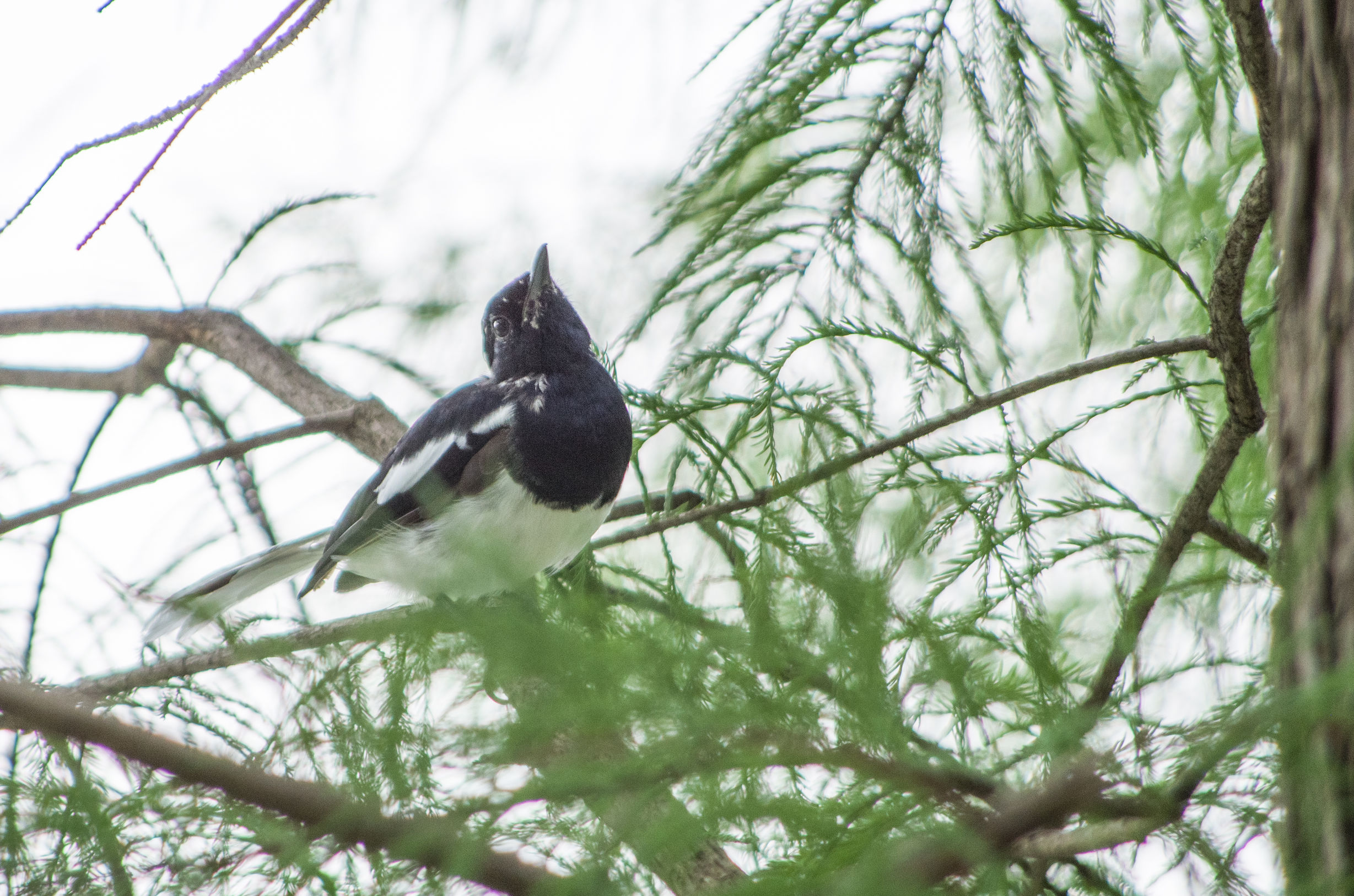 宾得k50的1600万像素高吗,宾得k50有hdmi接口吗