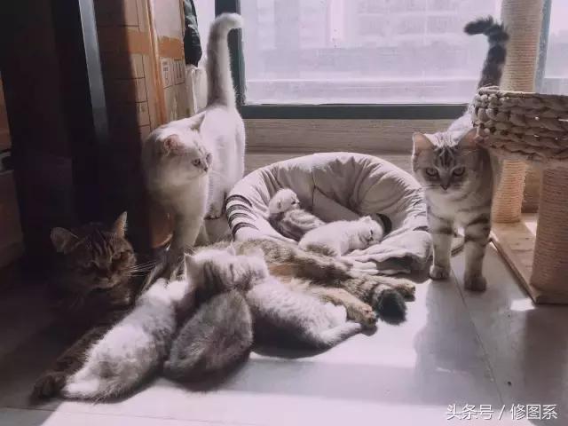 修图师会用哪些修图软件,修图师都用ps么