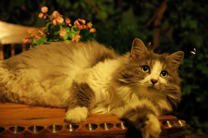 各种各样的很可爱又很好看的猫,各种可爱猫