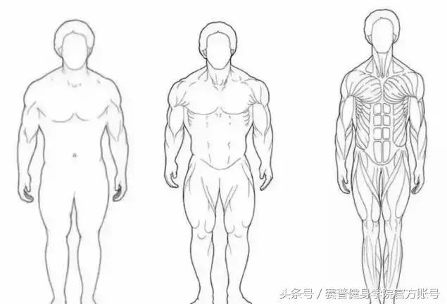 外胚型怎么练成中胚型,外胚型和内胚型练出来的效果
